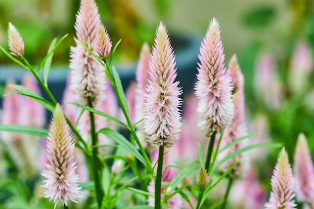 Actif d'arrière-plan Peigne de coqs argentés ou plante de Celosia avec peigne flou de rose doux