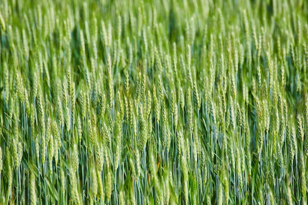 Actif de fond de champs verts de céréales et d'herbes