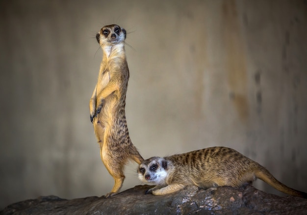 L'action de la belle suricate est en alerte.