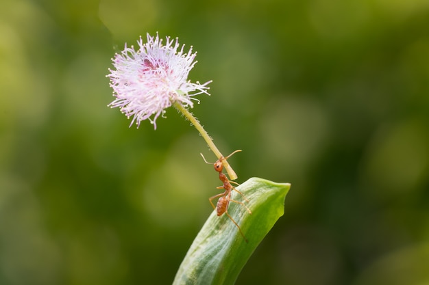 Action de fourmi debout. Ne transportez pas de fleurs ou de nourriture