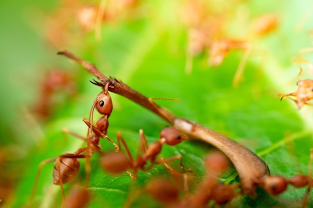 Action fourmi rouge aidant pour la nourriture sur la branche grand arbre dans le jardin parmi les feuilles vertes arrière-plan flou mise au point sélective des yeux et macro arrière-plan noir