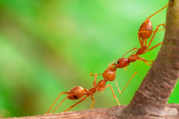 Action fourmi rouge lutte contre les fourmis sur une branche d'arbre dans le jardin parmi les feuilles vertes arrière-plan flou macro de mise au point sélective des yeux
