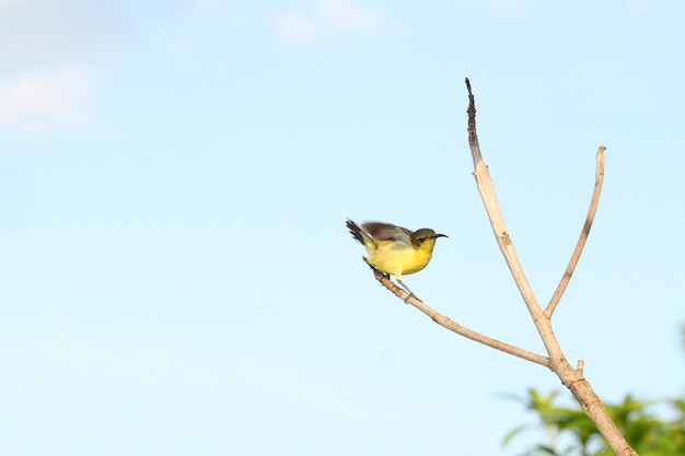 L'action de l'oiseau Oriole jaune mignon sur bâton dans le jardin