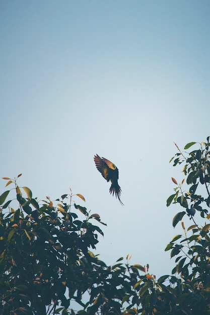 Action volante d&#39;oiseau