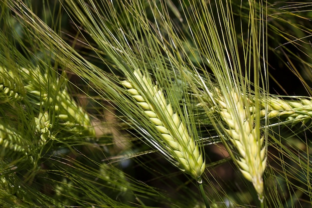 Activité agricole pour la culture du blé