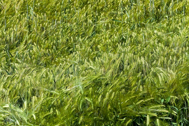 Activité agricole pour la culture du blé