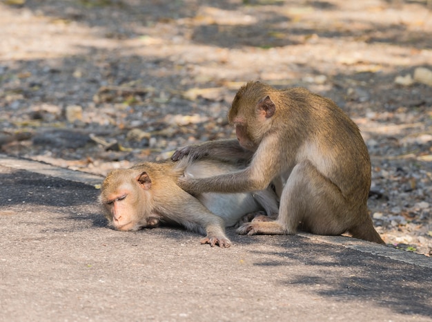 Les activités des petits singes par une journée ensoleillée