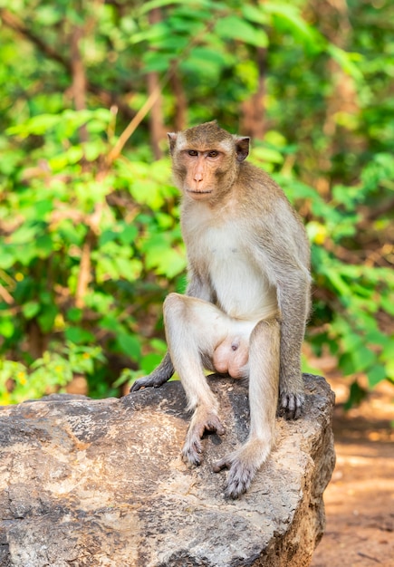 Les activités des petits singes par une journée ensoleillée