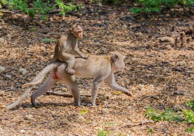 Les activités des petits singes par une journée ensoleillée