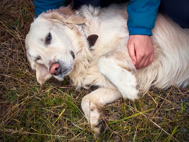 Activités de plein air et amusement avec golden retriever