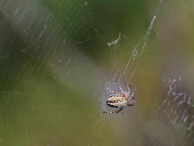 Aculepeira armida