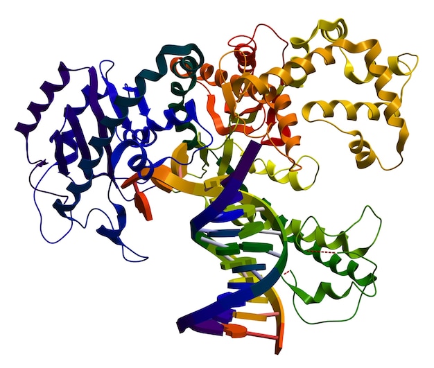 ADN polymérase I. Une enzyme qui participe à la réplication de l'ADN