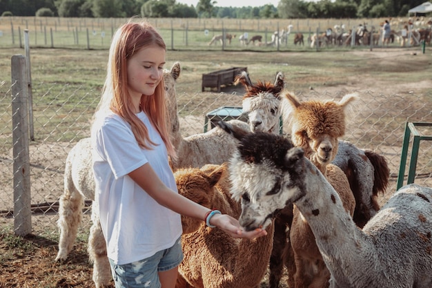 Une adolescente de 13 à 15 ans en T-shirt en coton blanc et short en jean nourrit des alpagas dans un enclos à la ferme. Concept d'utilisation de matériaux naturels. Beaux animaux. La vie à la ferme. Les vacances des enfants.