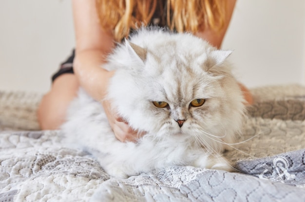 Une Adolescente Caresse Un Chat Blanc A Poil Long Britannique Photo Premium