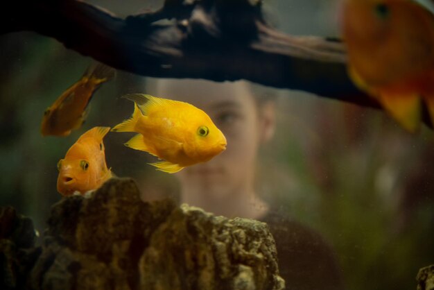 Une adolescente regarde le poisson rouge dans l'aquarium