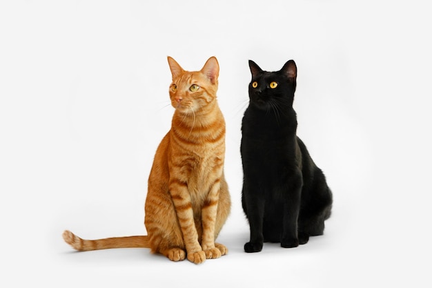 Adorable animal de compagnie abyssin et chat noir