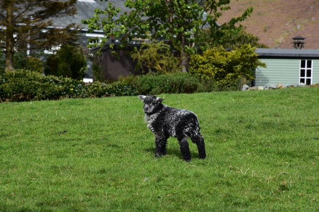 Adorable bébé agneau gris et noir hirsute au printemps