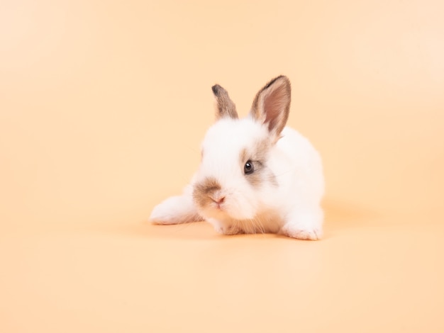 Adorable bébé lapin blanc sur fond jaune. Lapin bébé mignon.