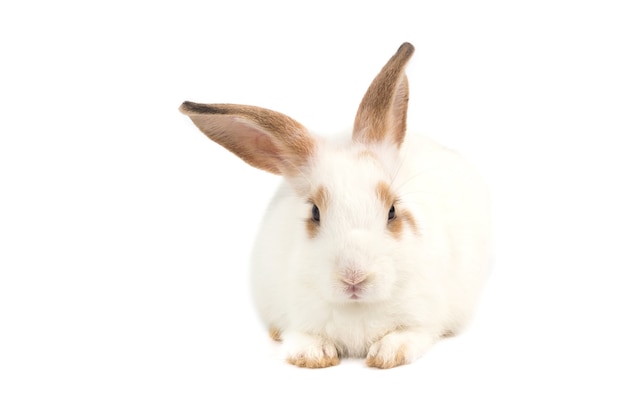 Adorable bébé lapin sur fond blanc