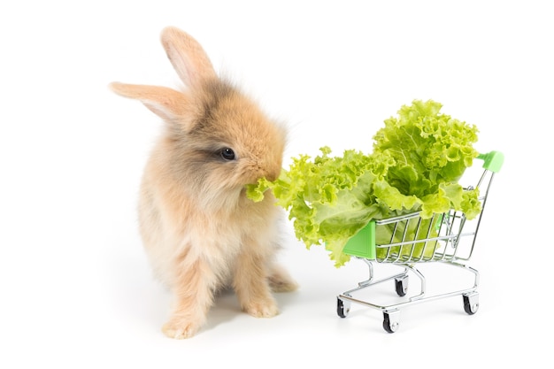 Adorable bébé lapin mangeant de la laitue bio dans votre panier sur fond blanc