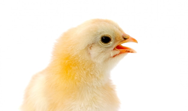 Adorable bébé poussin un fond blanc