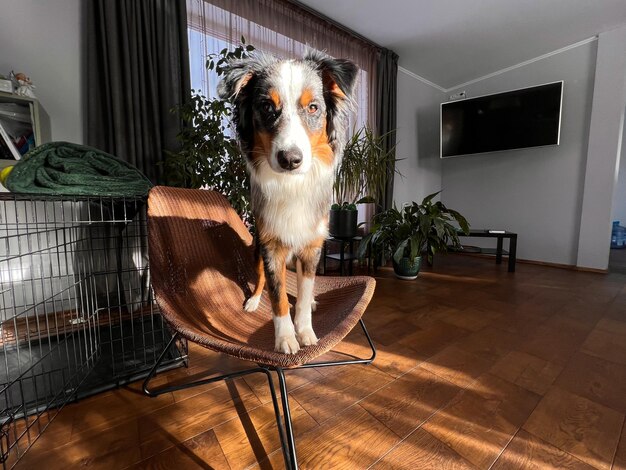 Photo adorable berger australien se reposant sur une chaise parmi les plantes d'intérieur idéal pour les amoureux des animaux domestiques