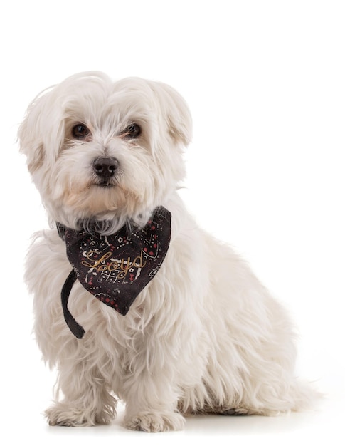 Adorable bichon maltais avec une écharpe noire