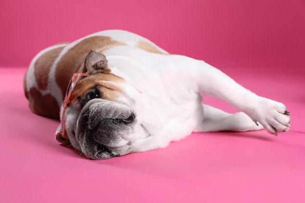 Adorable bouledogue anglais avec des lunettes de soleil sur fond rose