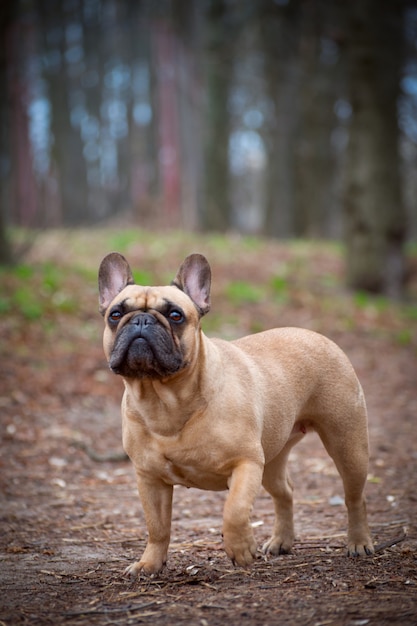 Adorable bouledogue français de couleur fauve dans la forêt