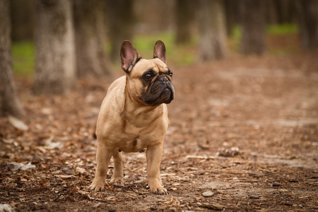 Adorable bouledogue français de couleur fauve marchant dans la forêt.