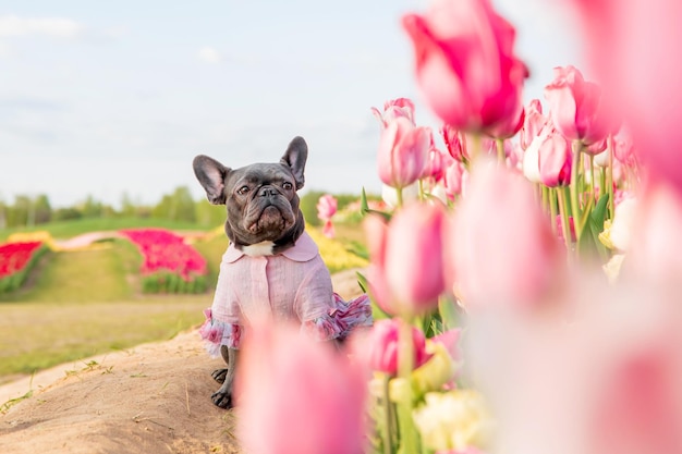 Adorable bouledogue français dans un champ coloré de tulipes aux teintes vibrantes Chien habillé Vêtements pour chien