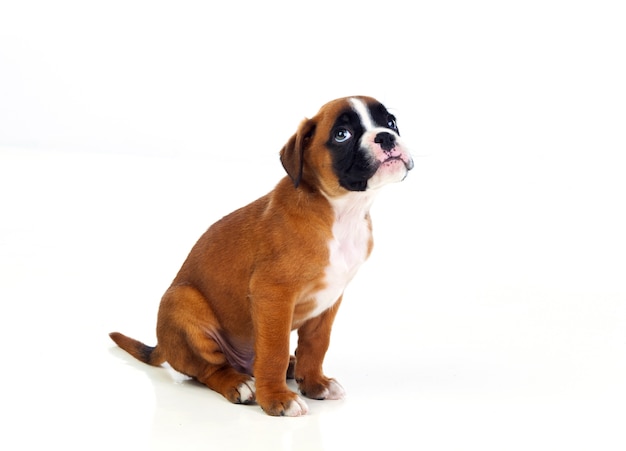 Adorable boxer chiot assis