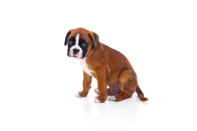 Adorable boxer chiot assis