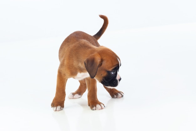 Adorable boxer chiot