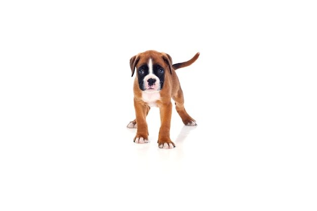 Adorable boxer chiot