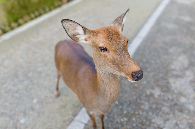 Adorable cerf dans le parc de Nara