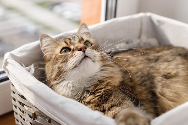 Adorable chat assis dans un panier sous un soleil chaud Joli portrait de maine coon avec un regard sérieux jouant dans un moment atmosphérique de lumière ensoleillée Animal de compagnie et maison confortable