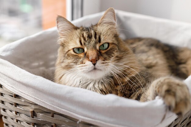 Adorable chat assis dans un panier sous un soleil chaud Joli portrait de maine coon avec un regard sérieux jouant dans un moment atmosphérique de lumière ensoleillée Animal de compagnie et maison confortable