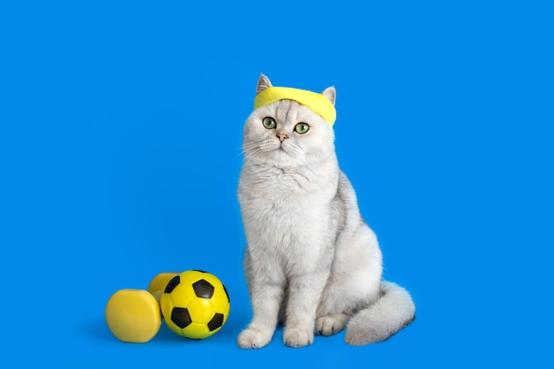 Adorable chat athlète portant un bandeau jaune assis sur un fond bleu à côté d'un ballon de football jaune et d'haltères Espace de copie