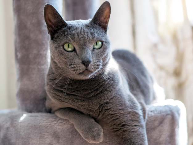 Adorable chat bleu russe aux yeux verts grands ouverts se trouve sur la chaise longue pour chat