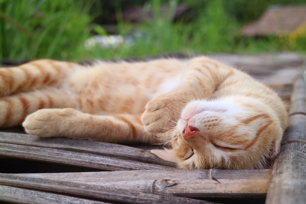 Adorable chat brun doré paresseux faisant la sieste sur le pont de bambou