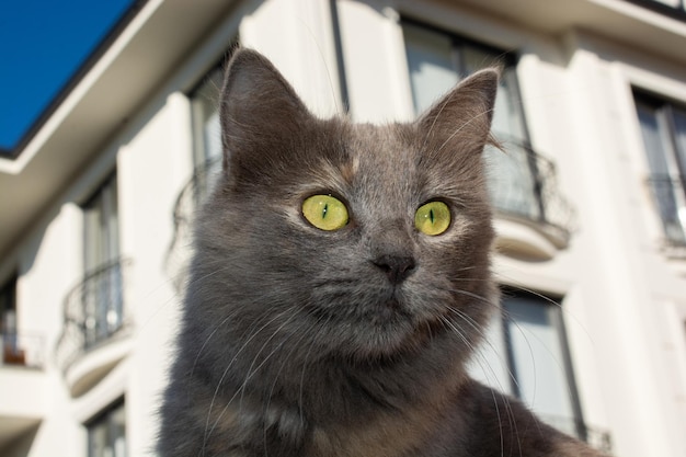 Adorable chat domestique chat de rue portrait d'un chat errant sans abri abandonné