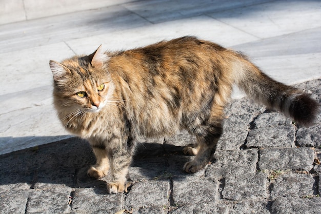 Adorable chat domestique chat de rue portrait d'un chat errant sans abri abandonné