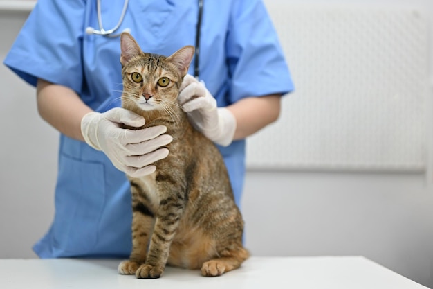 Un adorable chat domestique dans la salle d'examen avec une femme vétérinaire