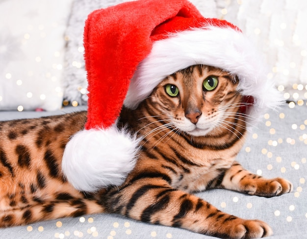 Adorable chat du Bengale aux yeux verts et tacheté dans un chapeau de Noël rouge allongé sur le lit en regardant la caméra sur fond gris. Carte de voeux de Noël.