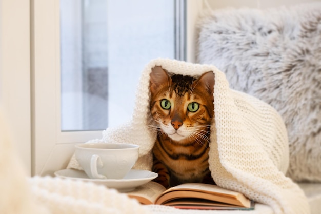 Adorable chat du Bengale sur le rebord de la fenêtre sous un plaid tricoté avec une tasse de thé dans une maison confortable