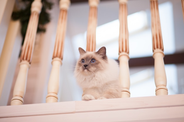 Adorable chat duveteux de Sibérie aux yeux bleus à l'intérieur