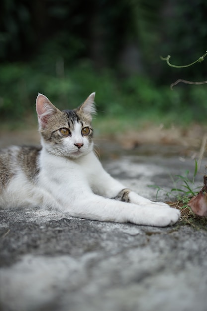 adorable chat est en extérieur