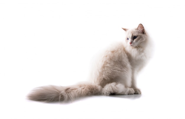 Adorable chat sur fond blanc isolé