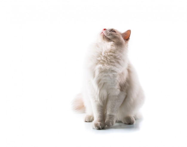 Adorable chat sur fond blanc isolé